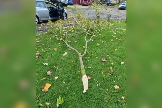 A branch that landed on the car of Phil Andrews in Corby.