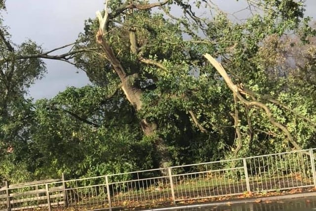Some beautiful trees in Coronation Park, Charter Field and West Glebe Park in Corby have suffered serious damage. Picture: Cllr Lyn Buckingham.
