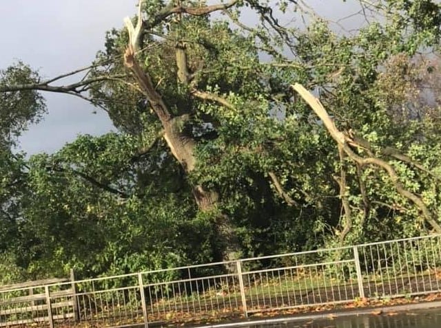 Some beautiful trees in Coronation Park, Charter Field and West Glebe Park in Corby have suffered serious damage. Picture: Cllr Lyn Buckingham.