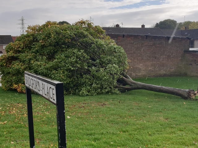 Anne Hewitt captured this upturned tree in Bridgford Place, Corby.