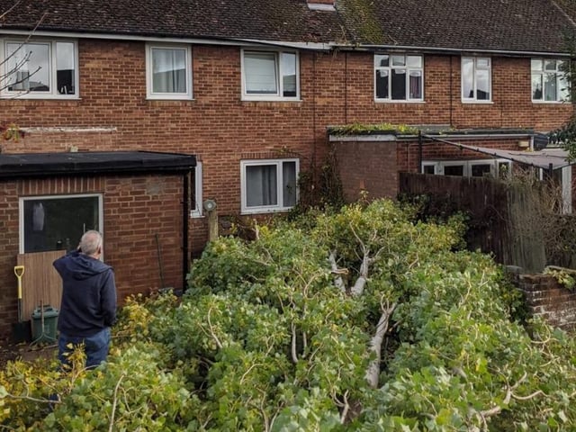 This 40ft tree came down in Lawrence Fergusons back garden in Forest Gate Road in Corby