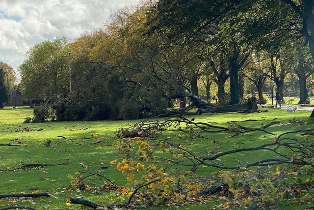 A downed tree and lots of branches at the Racecourse. Photo: Chris Flavin-Sweeney