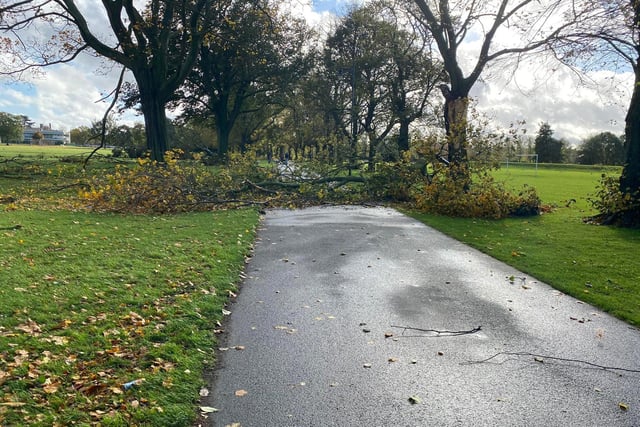 A downed tree blocking the path at the Racecourse. Photo: Chris Flavin-Sweeney