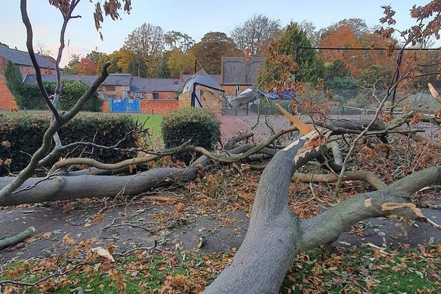 Trees brought down in Abington Park. Photo: Christopher Griffiths