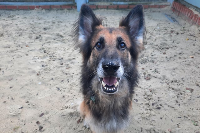 Riggs is currently being looked after at Raystede animal rescue centre and is in need of a loving new home. SUS-210111-131006001