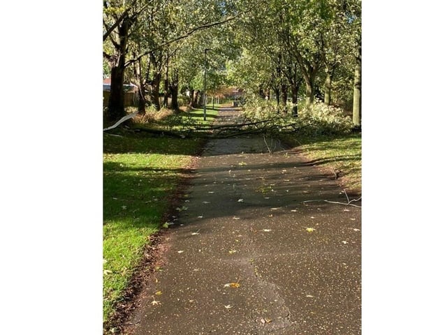 A tree branch blocking the path leading to Larks Green, Werrington. Photo: Amber Kent.