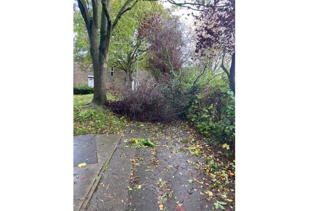 This tree fell close to Highlees School on Ashton Road. Photo: Chelsea Riddell.