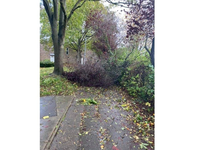 This tree fell close to Highlees School on Ashton Road. Photo: Chelsea Riddell.