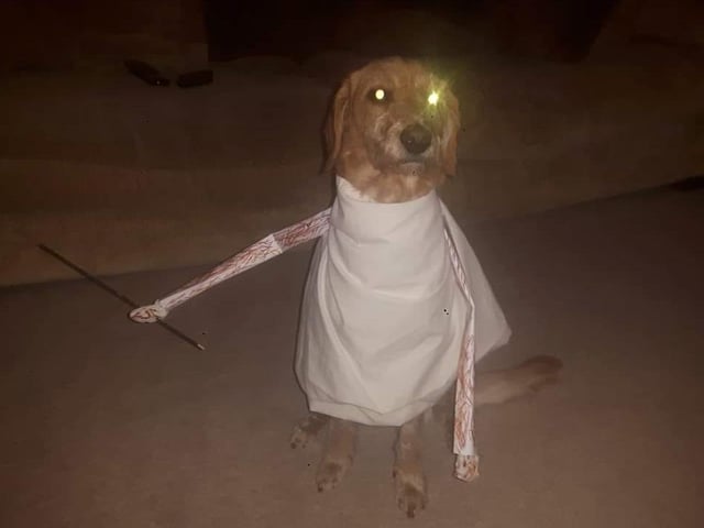 "DOGGIE HAS NO MASTER." Someone give that good boy a sock! Photo by Brendon Lovell-Moore.