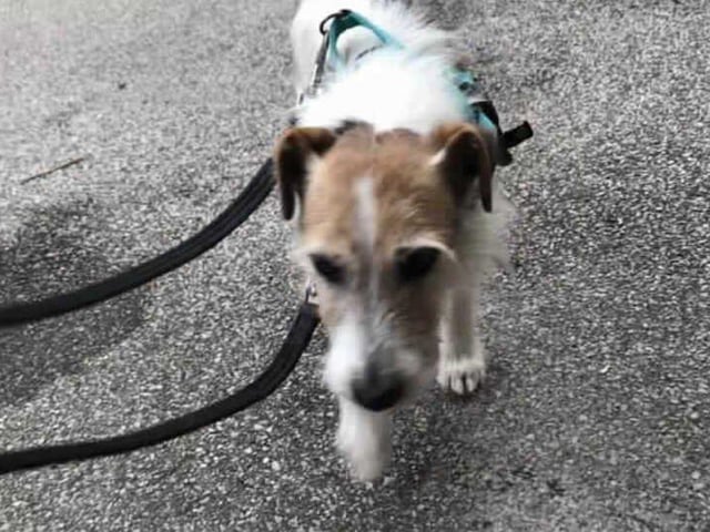 Bob is a typical JRT with huge character. He may be a senior boy but theres plenty of life in this old boy yet!
Bob has lived most of his life as an outside dog with an outside kennel. Due to this, he may not know many house manners and at his age he may struggle to learn them. New owners will need to be willing to accept that he may never completely learn 'house manners'.
Bob will walk along side other dogs but he has shown some attitude with dogs who try to interact with him. Due to this, we are looking for him to be the only pet in his new home. He walks well on lead and appears to all humans.
Bob would suit a quiet home with no children. He will need a secure garden with no small gaps that he could squeeze out of.
Please consider beautiful Bob.