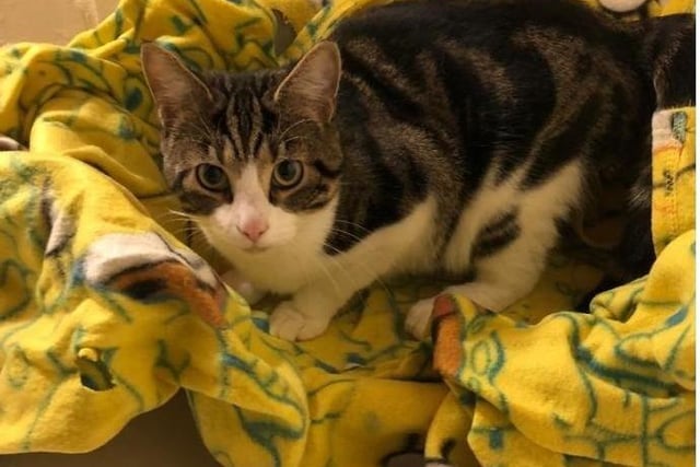 Clausey is looking for his new forever home. He is a very sweet 1 year old male. He would suit a quieter home as he is a shy boy but once he gets to know you he purrs so much and loves his fuss. He would prefer to be the only cat in the home for now until he has settled. If you would like more information on clausey please call on 01733 221112 mon - sun 9am - 4pm
