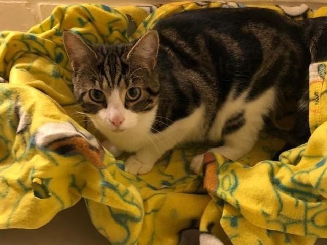 Clausey is looking for his new forever home. He is a very sweet 1 year old male. He would suit a quieter home as he is a shy boy but once he gets to know you he purrs so much and loves his fuss. He would prefer to be the only cat in the home for now until he has settled. If you would like more information on clausey please call on 01733 221112 mon - sun 9am - 4pm