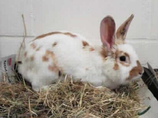 This is Ginger! She arrived at the centre very under weight. After having some TLC she is now healthy enought to find her forever home.

Ginger is a very curious girl so does always like to know what you are up to. However, she can be a little wary when apporached. She can always be won over by hand feeding her a nice tasty carrot. As she is lion head x she does require grooming regulaly in order to prevent matts. Ginger was't initially very confident when being handled but has become much better since being with us here at Block Fen.

We are looking for Ginger now spend the better half of her life with a male rabbit. We think she would make a great addtion to a family due to her sweet nature.
