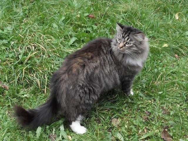 Honey is a lovely cat and was much loved by her previous owner who has passed away.

Just to begin with she stands up for herself but, once she knows you, all this disappears and she's very affectionate and vocal.

She stands up on her hind legs for attention and likes being made a fuss of.

She has come from a quiet adult only home and we are looking for a similar home for her with no other pets - she doesn't like other cats and we think she'd be best not living with a dog.

Honey is a beautiful cat and will make a delightful pet for a new loving owner.