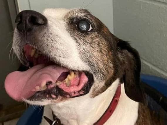 This is Patch and he's an older boy being at least 13 years young.

There's nothing he likes more than a lazy walk, and a snooze, a bit of fussing and then a snooze and perhaps something to eat and then, you guessed it, a snooze.

Patch came into us when one of his owners passed away and he was left in a home where he decided that the visiting small people were not his favourite thing. He likes being quiet and snoozing (did I mention that earlier ?), loves a fuss, but noise and young people are just not his thing.

Patch needs somewhere where he can rest and be loved. He is getting slighly stiff joints now, so we have him on medication and the new owner would need to continue with these.

As you can see his eyesight is starting to fail a bit but that doesn't seem to bother him to much (don't need to see when you are snoozing)!