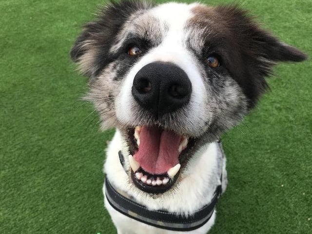 Loki is a fun-loving 3 and half year old Collie ready and looking for his forever home.
Loki is a playful and affectionate boy. He loves his toys and having playtime and walks so would love an active family to match his energetic ways. He is improving daily with his lead walks but would benefit from some continued training to help with this.
Loki can be a little body sensitive at times, we have been doing work with him while he is in our care and he has made great progress with his. He is looking for a patient home that is able to build a trusting bond with him and work through the behavioural issues.
Loki is looking for an adult only home who are experienced with the breed. He is best as the only dog in the home and is not suited to living with cats or small furries. Loki can be left for short periods but would love a home where he will be with people for most of the time.