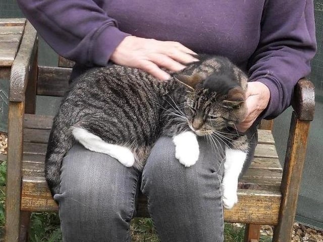 We are looking for people experienced with cats to adopt Luxor.

He is a nervous boy, and is particularly nervous of hand movements. But he does enjoy a fuss, and he purrs and is a very loving cat.

Luxor is good-natured and loving but something in his past has made him nervous of hands. So he needs patient owners who can help him become less worried and allow him to express his affectionate nature more freely.

We think he will do best in an adult only home with no children or other pets.

He will need to be kept indoors for three or four months so that he can become really relaxed in his new home with kind and gentle people