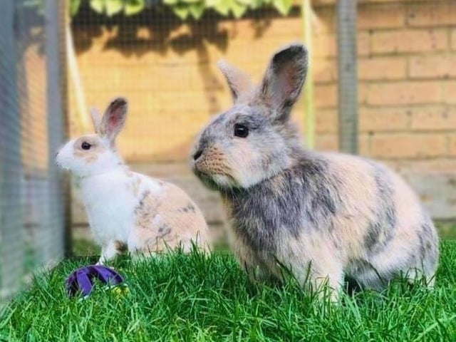 Husbun Nero, and his wife Nessy, are a bonded pair who are both around 18 months old. They came into care via the inspectorate.
Nero & Nessy are a lovely pair of rabbits. They enjoy their food and spending time playing in the grass. They are both neutered, microchipped and vaccinated. Nero has no health concerns but little Nessy has deformed front legs. Nessy doesn't let this hold her back and she is happily able to get around. As she gets older, Nessy may be more prone to arthritis and could need medication to help manage any pain. To make Nessy's life easier, hard and uneven surfaces such as concrete and gravel should be avoided. With this in mind, the pair may be better suited to being indoor bunnies but could live outside if a suitable set-up can be provided.
Nero & Nessy must have constant, uninterrupted access to an area no smaller than 3 metres x 2 metres x 1 metre high to meet our minimum accommodation requirement.