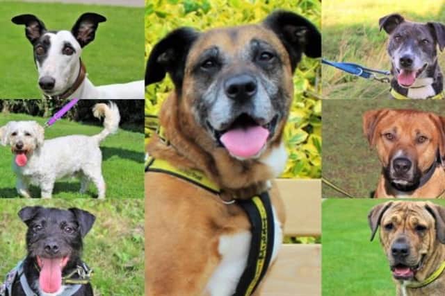 Dog Trust Kenilworth is looking for people to rehome some of their rescue dogs.