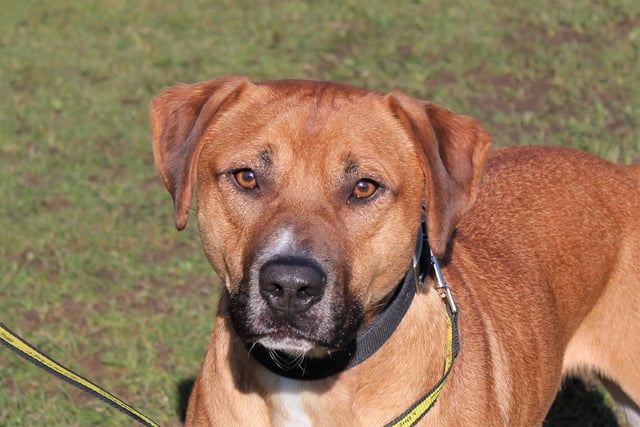 Enzo is a five-year-old Crossbreed who loves nothing more than spending time with people. He is looking for a chilled-out home with a comfy sofa - that he doesn’t have to share with any other four-legged friends.  Enzo would fit well into either an adult only home or a home with teenagers aged 14 or over who will be there to give him lots of attention and show him how much he is part of the family, but also give him space when he needs it.  He would like a home where he can head out on quiet walks without bumping into four-legged friends, and when it comes to having fun at home he’d love a garden to play in. However, he has been known to scale a seven-foot fence so his hew house will need to have a very secure garden so his owners, as well as Enzo, can relax without worrying about him heading off on an adventure.
