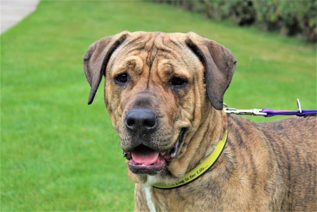 If you have a tennis ball, the chances are five-year-old Mastiff Nellie won’t be far behind you! This gentle giant is looking for a loving home with patient owners who won’t demand too much of her whilst she settles in. She would like an adult-only home and as she reacts to dogs, it would be better for her if there were no neighbouring dogs so she can relax in a secure garden. Her new owners will need to carry on with her basic training so she can reach her potential and she doesn’t like being left home alone so they will need to be around a lot, particularly at first. Nellie will benefit from meeting her potential adopters at the centre several times to build a bond with them before she heads home.