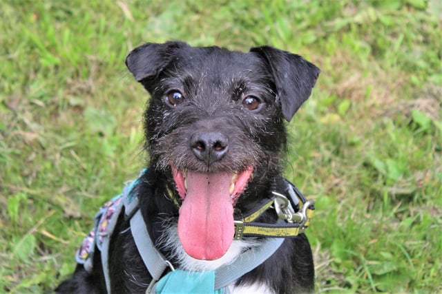 Sadly Nigel, who is three, was found as a stray but despite what he’s been through he is a typical lively Patterdale who loves to be on the go. 
His favourite thing is spending time with people, but he can be sensitive and gets overwhelmed easily, which could be as a result of him having to fend for himself before being rescued. He loves to be kept busy and loves toys, especially squeaky ones, and food - particularly sausages! Tasty treats and noisy toys will help his owners build a bond with Nigel, and will also be great rewards when doing training. He likes having a fuss made of him, but he is also happy to be left alone for a few hours and has been crate trained. He would prefer to be walked in quieter areas so a rural home would suit him best.