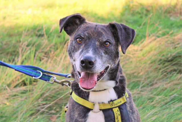 Five-year-old Benny found himself back at Dogs Trust after a change in his family’s circumstances meant they felt they could no longer give him everything he needed. The team say Benny, who is a five-year-old Crossbreed, is super-clever so if his new owners want to teach him new things, he will definitely be a willing pupil – especially if there are tasty treats on offer as he loves his food, and loves playing with toys too. 
At the centre he enjoys taking a walk on the field with his two-legged friends and makes everyone laugh when he bounces around in the long grass.  
He would be best suited to a quiet adult only home where he is the only pet, and he would like to get to know his owners at the centre before heading home so he has the best chance of settling in with them. He will need his own secure garden so he can relax outside if he prefers.