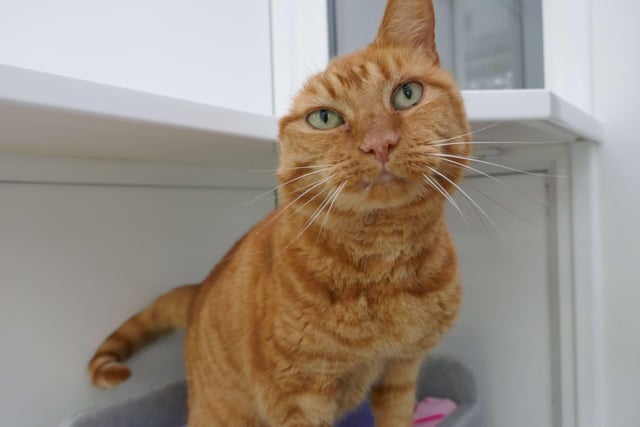 Mollie is currently being looked after at Cats Protection's Eastbourne Adoption Centre and needs a new home. SUS-210411-105905001