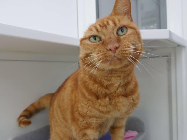 Mollie is currently being looked after at Cats Protection's Eastbourne Adoption Centre and needs a new home. SUS-210411-105905001