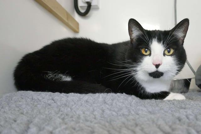 Enid is currently being looked after at Cats Protection's Eastbourne Adoption Centre and needs a new home. SUS-210411-105843001