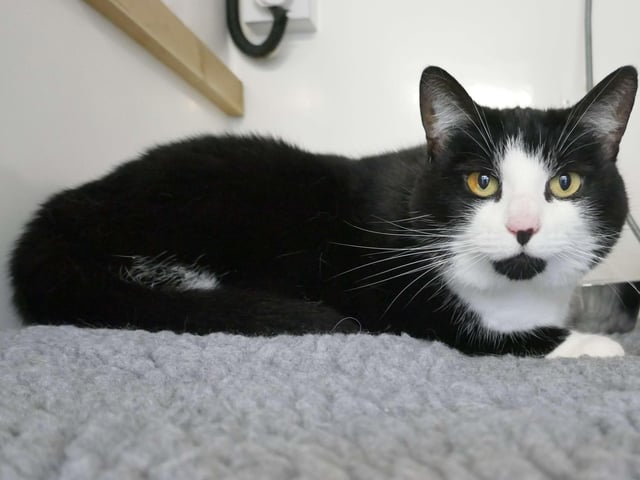 Enid is currently being looked after at Cats Protection's Eastbourne Adoption Centre and needs a new home. SUS-210411-105843001