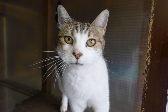 Harry is currently being looked after at Cats Protection's Eastbourne Adoption Centre and needs a new home. SUS-210411-105757001