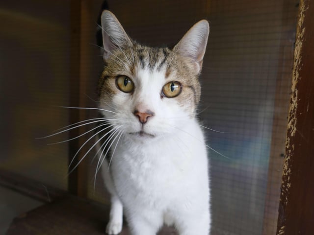 Harry is currently being looked after at Cats Protection's Eastbourne Adoption Centre and needs a new home. SUS-210411-105757001