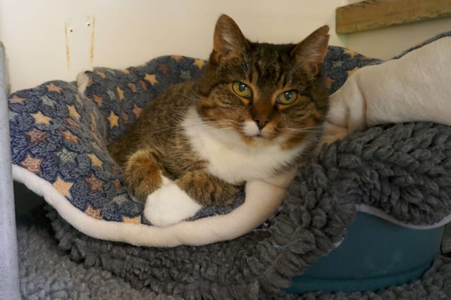 Lea is currently being looked after at Cats Protection's Eastbourne Adoption Centre and needs a new home. SUS-210411-105808001