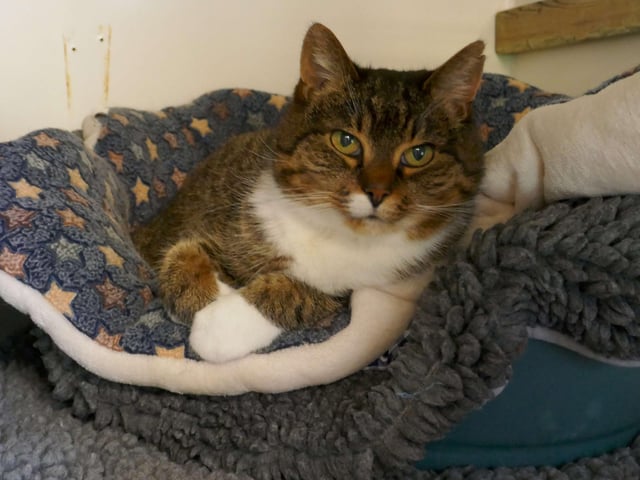 Lea is currently being looked after at Cats Protection's Eastbourne Adoption Centre and needs a new home. SUS-210411-105808001