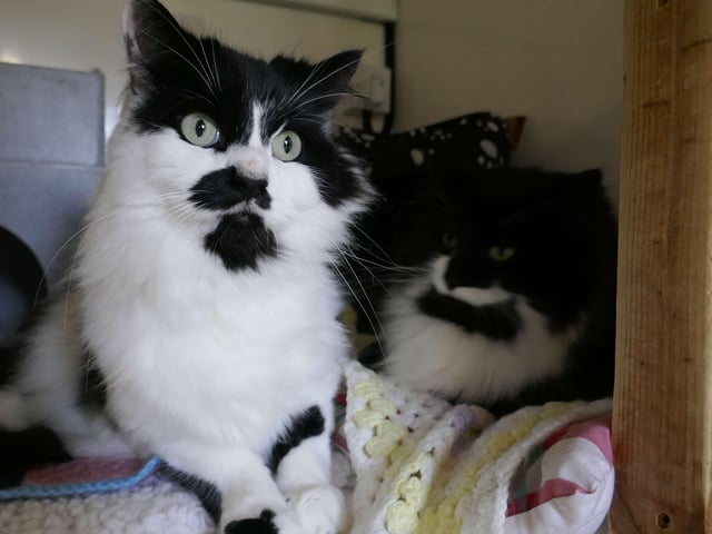 Leo is currently being looked after at Cats Protection's Eastbourne Adoption Centre and needs a new home. SUS-210411-105854001