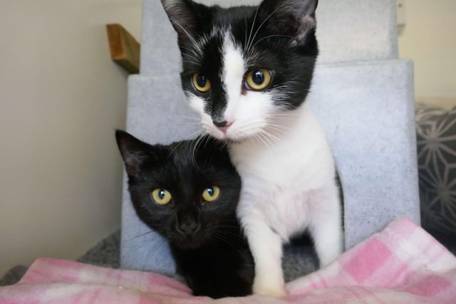 Shadow and Oreo are currently being looked after at Cats Protection's Eastbourne Adoption Centre and needs a new home. SUS-210411-105916001