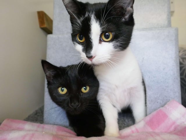Shadow and Oreo are currently being looked after at Cats Protection's Eastbourne Adoption Centre and needs a new home. SUS-210411-105916001