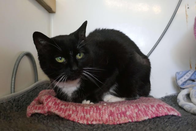 Squires currently being looked after at Cats Protection's Eastbourne Adoption Centre and needs a new home. SUS-210411-105927001