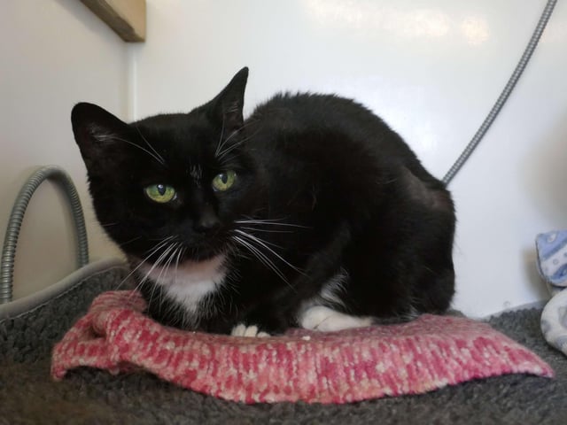 Squires currently being looked after at Cats Protection's Eastbourne Adoption Centre and needs a new home. SUS-210411-105927001