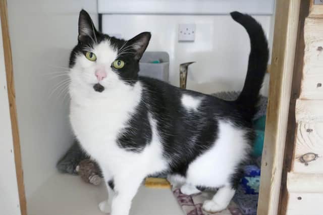 Albert is currently being looked after at Cats Protection's Eastbourne Adoption Centre and needs a new home. SUS-210411-105820001
