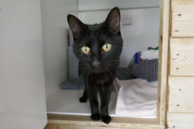 Eddie is currently being looked after at Cats Protection's Eastbourne Adoption Centre and needs a new home. SUS-210411-105831001