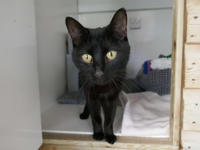 Eddie is currently being looked after at Cats Protection's Eastbourne Adoption Centre and needs a new home. SUS-210411-105831001