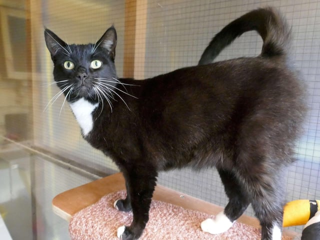 Style is currently being looked after at Cats Protection's Eastbourne Adoption Centre and needs a new home. SUS-210411-105938001