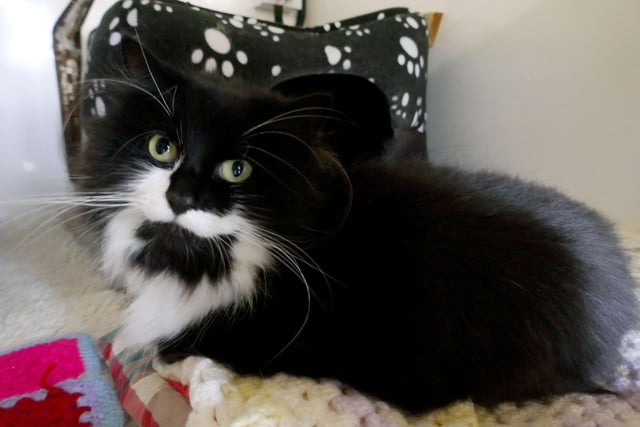 Vienna is currently being looked after at Cats Protection's Eastbourne Adoption Centre and needs a new home. SUS-210411-105949001