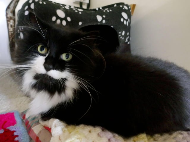 Vienna is currently being looked after at Cats Protection's Eastbourne Adoption Centre and needs a new home. SUS-210411-105949001