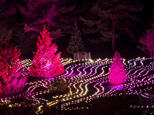 Bedgebury Christmas. On the Sussex/Kent border, wrap up warm for this illuminated woodland walk which will leave every member of the family amazed. Photo by Rikard Osterlund.