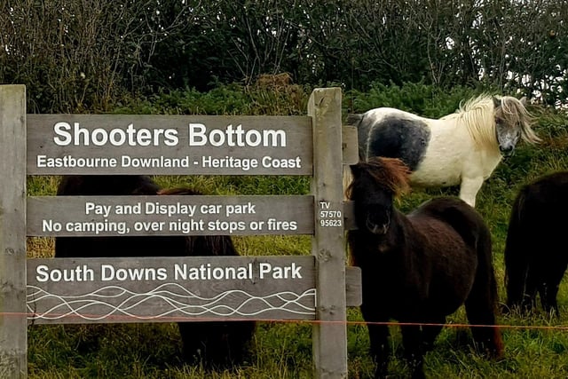 Ponies on the South Downs with one having a scratch on the sign. Taken by Bob Newton, with a Samsung S8. SUS-210511-113152001