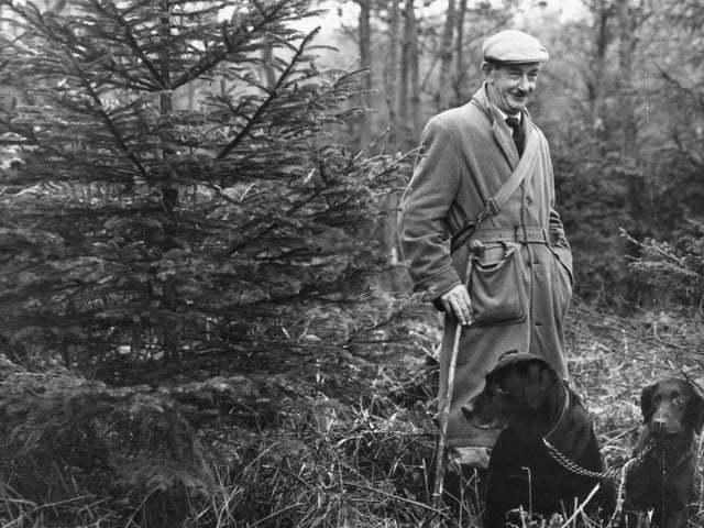 27th November 1962: A guard and his dogs patrolling the Hazeborough Forest near Northampton, one of the biggest suppliers of Christmas trees. (Photo by Kent Gavin/Keystone/Getty Images)