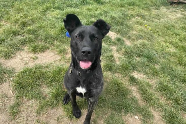 Izzi is a very bright spark and responds well to training. She already knows her name, knows sit, stay, paw and is excellent at recall. She would benefit further training as she does get bored easily. Izzi is at Southridge Animal Centre.